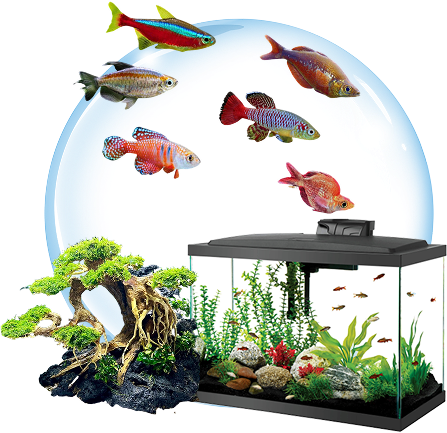 Lake Aquatic 