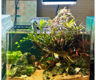 LAKE AQUATIC - đơn vị cung cấp và thi công hồ cá thủy sinh uy tín tại Bình Dương
