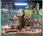 Lake Aquatic - chuyên hồ thủy sinh để bàn