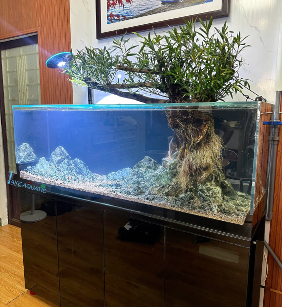 Lake Aquatic 