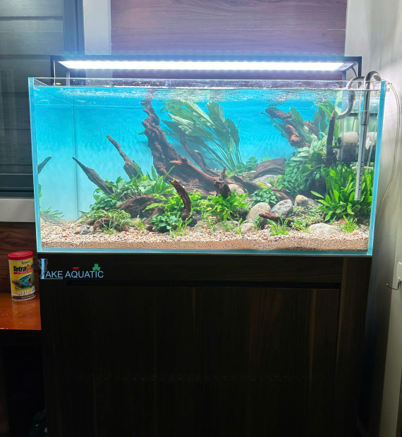 Lake Aquatic 