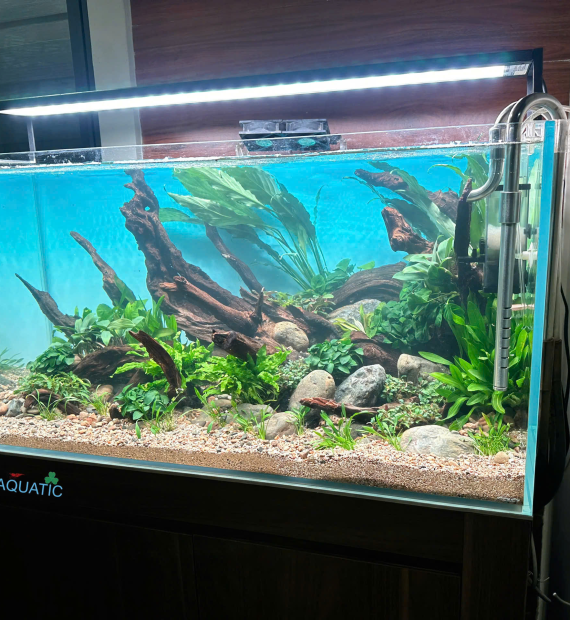 Lake Aquatic 