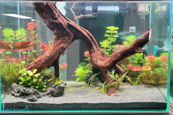 Hồ Thuỷ Sinh Để Bàn - Phong Cách tối Giản