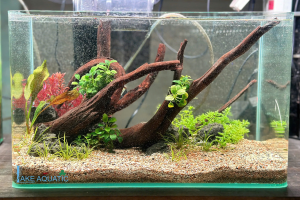 Hồ Thuỷ Sinh Mini Để Bàn làm việc 