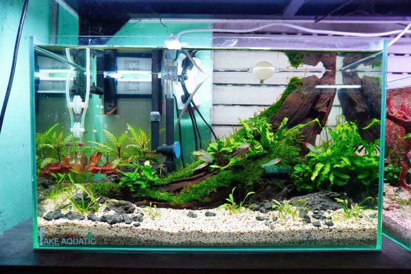 Hồ Thủy Sinh Để Bàn Làm Việc Thiết kế Nhỏ Gọn Bố Cục Tự Nhiên là gì ?