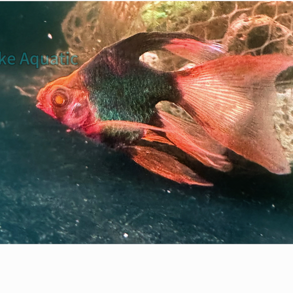 cá xecan xanh short long fin