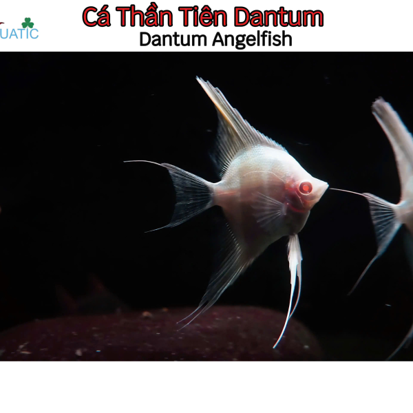 Cá Thần Tiên Dantum - Dantum Angelfish