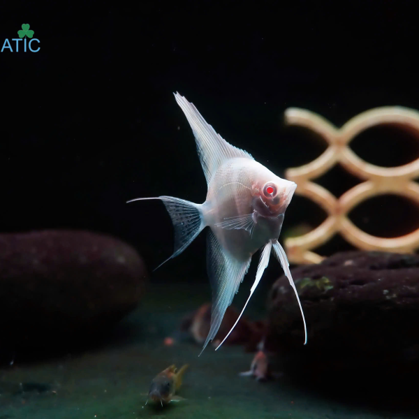 Cá Thần Tiên Dantum - Dantum Angelfish