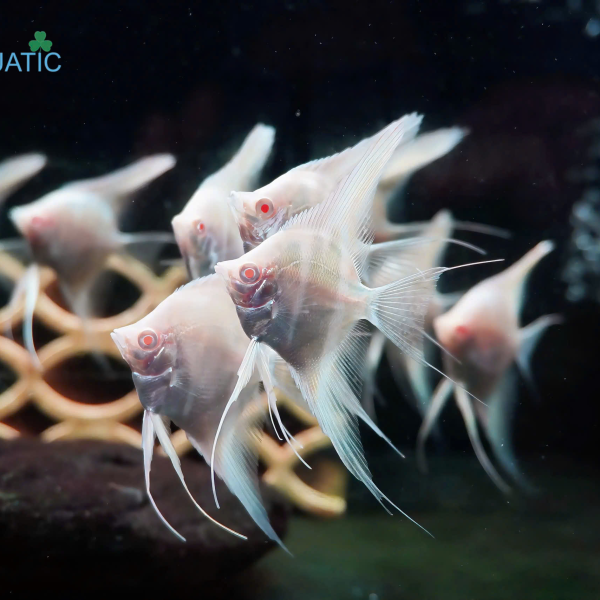 Cá Thần Tiên Dantum - Dantum Angelfish