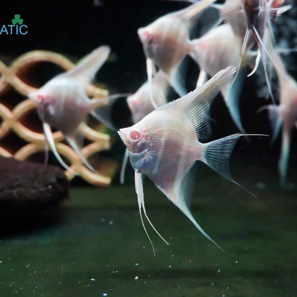 Cá Thần Tiên Dantum - Dantum Angelfish