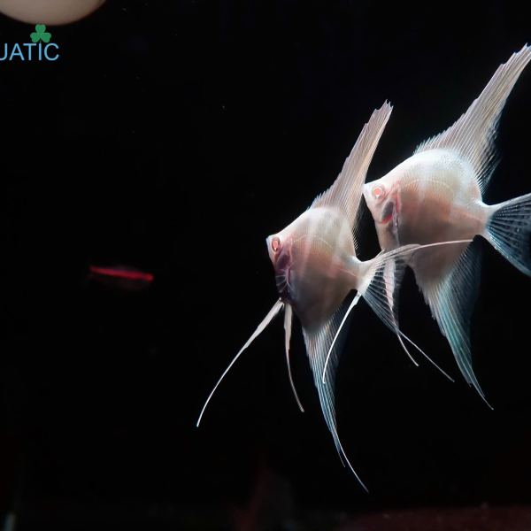Cá Thần Tiên Dantum - Dantum Angelfish