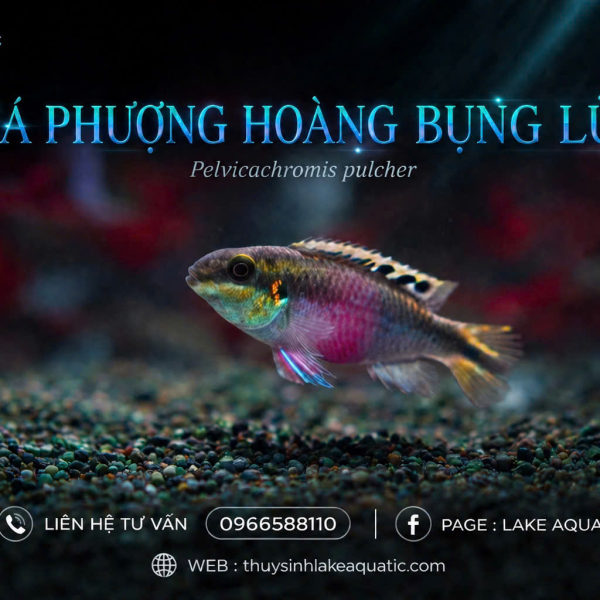 Cá Phượng Hoàng Bụng Lửa 