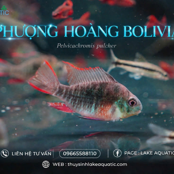 Cá Phượng Hoàng Bolivia