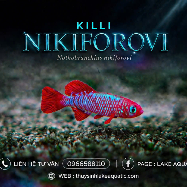Cá Killi Nikiforovi - Nothobranchius Nikiforovi 