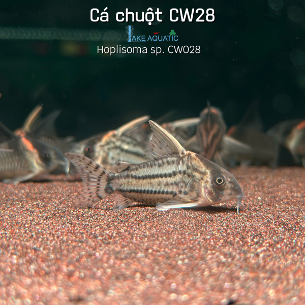 Cá Chuột CW28 - Hoplisoma sp. CW28