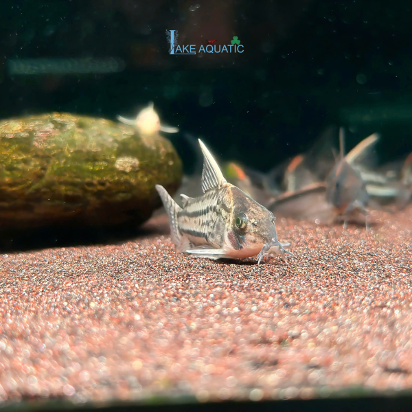 Cá Chuột CW28 - Hoplisoma sp. CW28