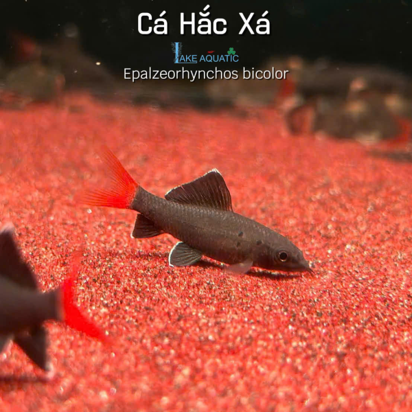 Cá Hắc Xá - Epalzeorhynchos bicolor