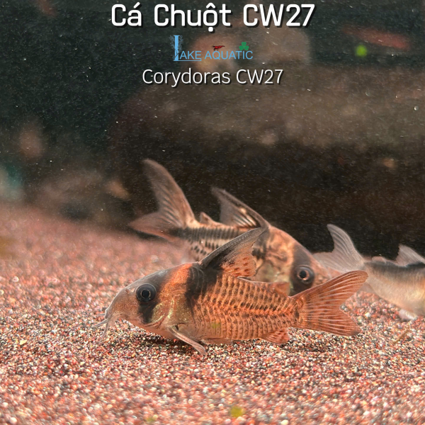 Cá Chuột CW27 Corydoras CW27