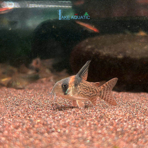 Cá Chuột CW27 Corydoras CW27