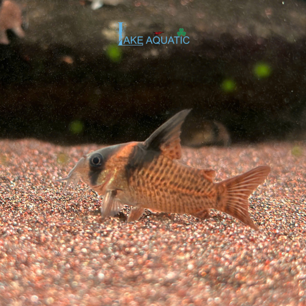 Cá Chuột CW27 Corydoras CW27