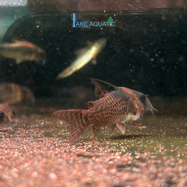 Cá Chuột CW27 Corydoras CW27