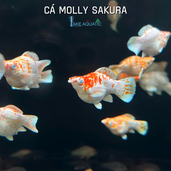 Cá Molly Sakura