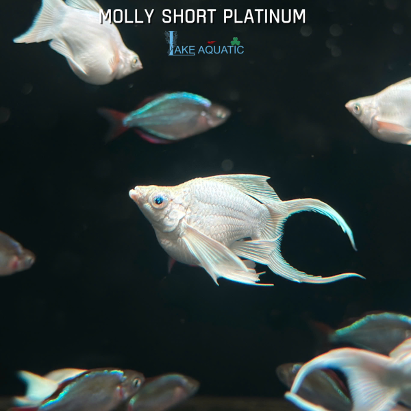Cá molly platinum short đuôi én