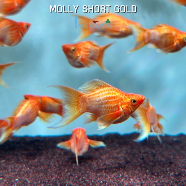 Cá Molly Gold Short đuôi én