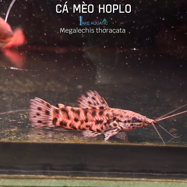 Cá Mèo Hoplo ( Megalechis thoracata )