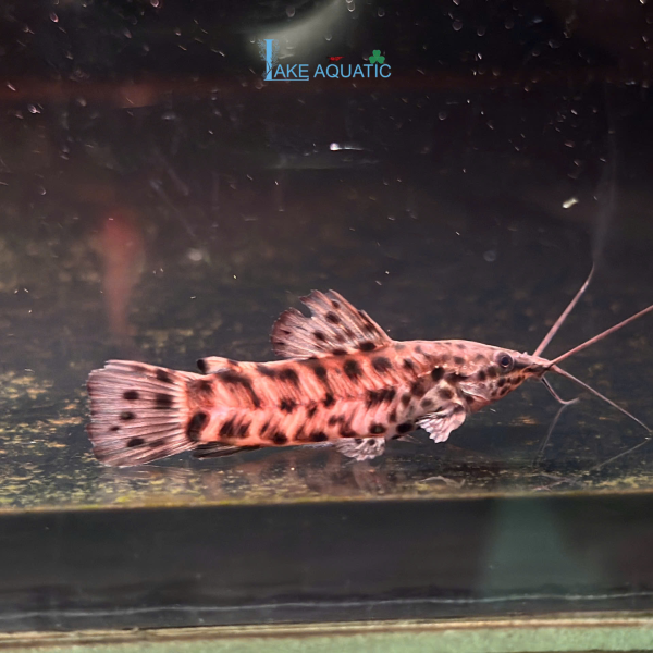 Cá Mèo Hoplo ( Megalechis thoracata )