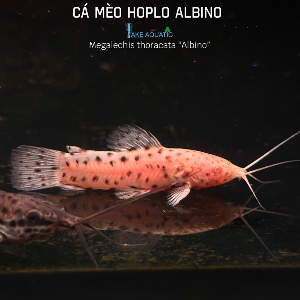 Cá mèo Hoplo Albino
