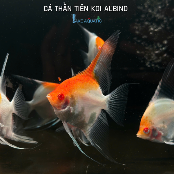 Cá thần tiên Koi AB