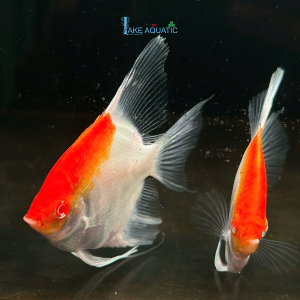 Cá thần tiên Koi AB