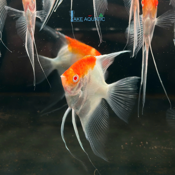 Cá thần tiên Koi AB