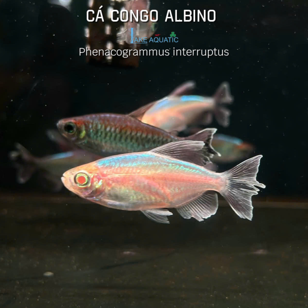 Cá Congo Albino