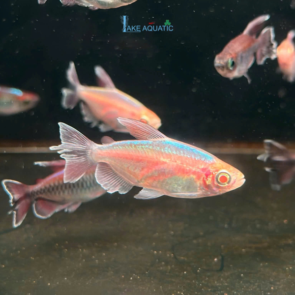 Cá Congo Albino
