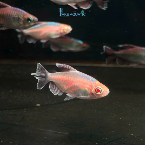 Cá Congo Albino