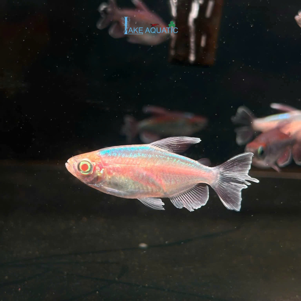 Cá Congo Albino