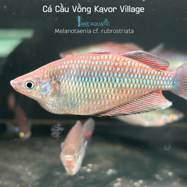 Cá Cầu Vồng Kavor Village