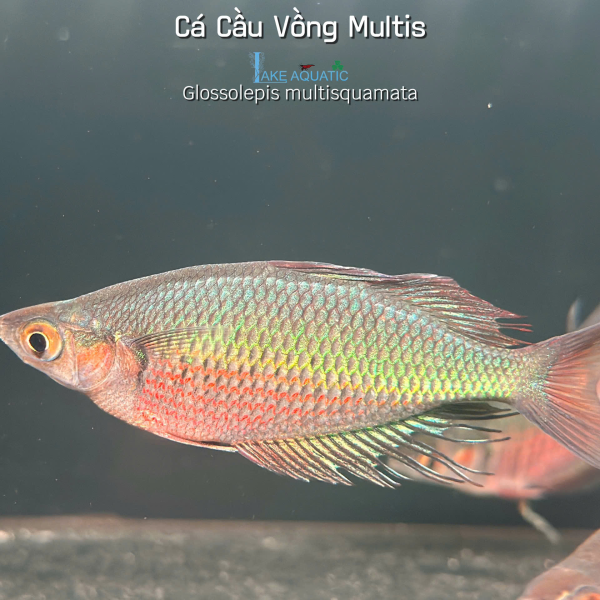 Cá Cầu Vồng Multis