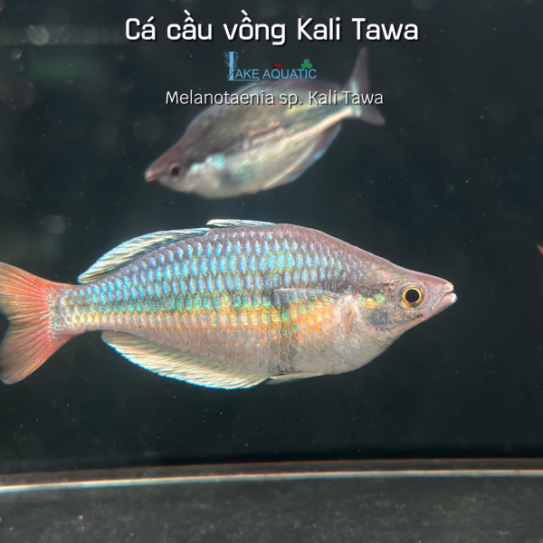 Cá cầu vồng Kali Tawa