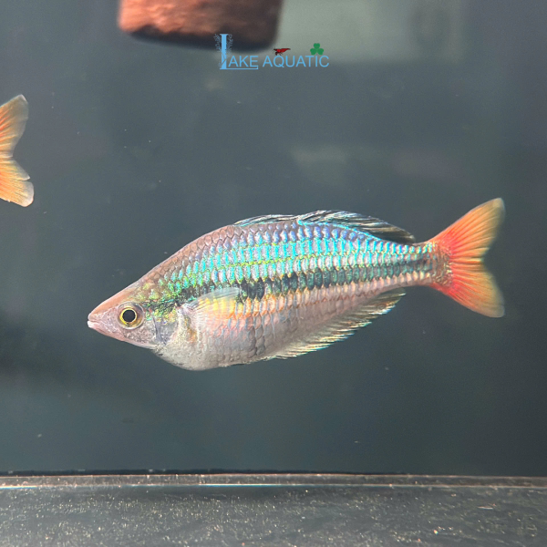 Cá cầu vồng Kali Tawa