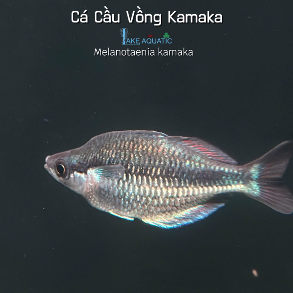 Cá Cầu Vồng Kamaka