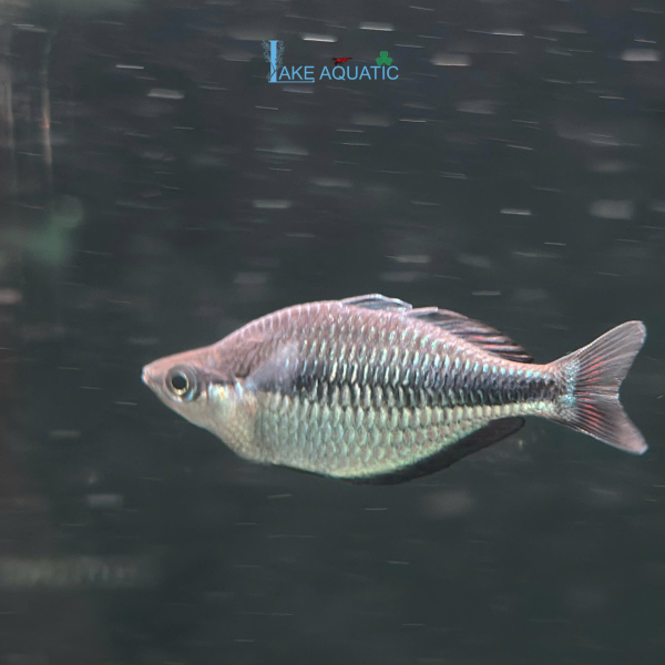 Cá Cầu Vồng Kamaka