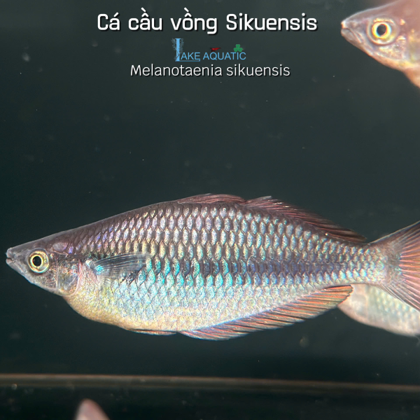 Cá cầu vồng Sikuensis