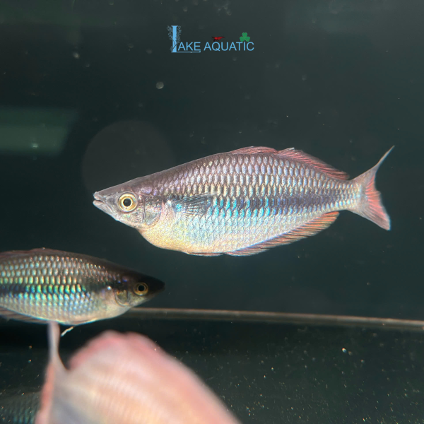 Cá cầu vồng Sikuensis