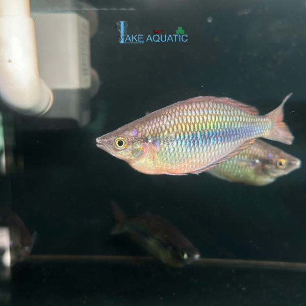 Cá cầu vồng Sikuensis