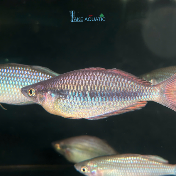 Cá cầu vồng Sikuensis