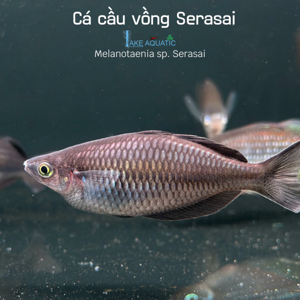 Cá Cầu Vồng Serasai