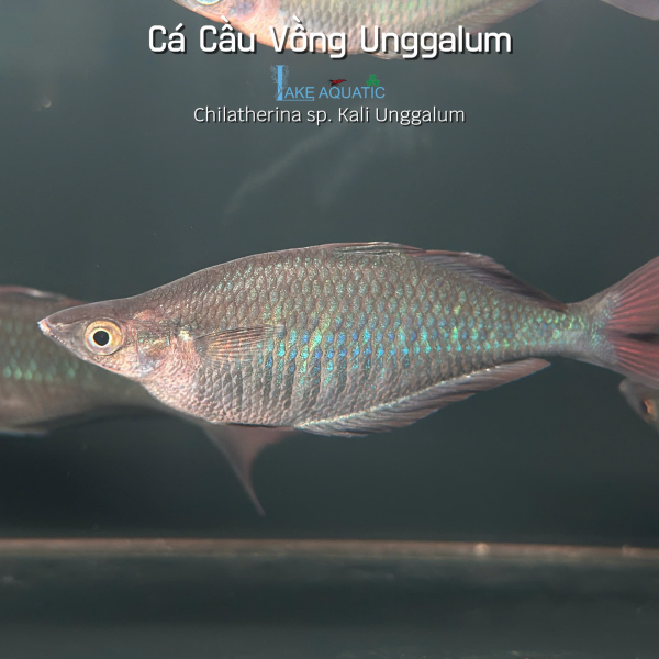 Cá Cầu Vồng Kali Unggalum